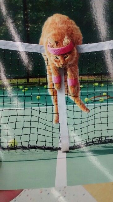 猫テニス